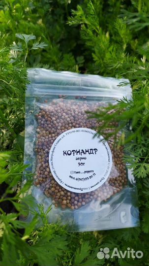 Семена кинза корианд микрозелень