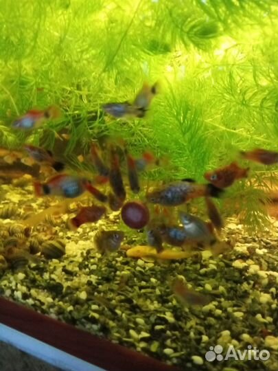 Гуппи, пецилии, спикси, анциструс