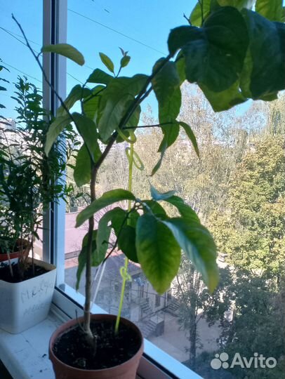 Лимон Югославский