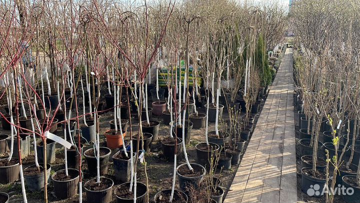Саженцы виноград Киш миш