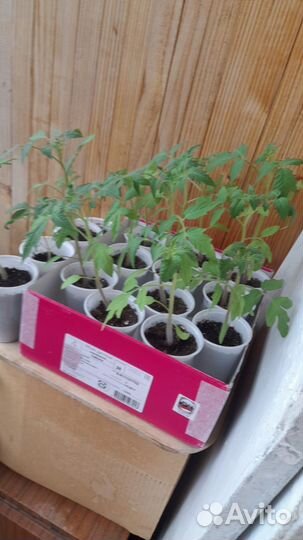 Рассада помидор