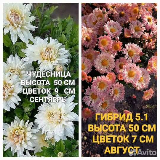 Хризантема корейская саженцы