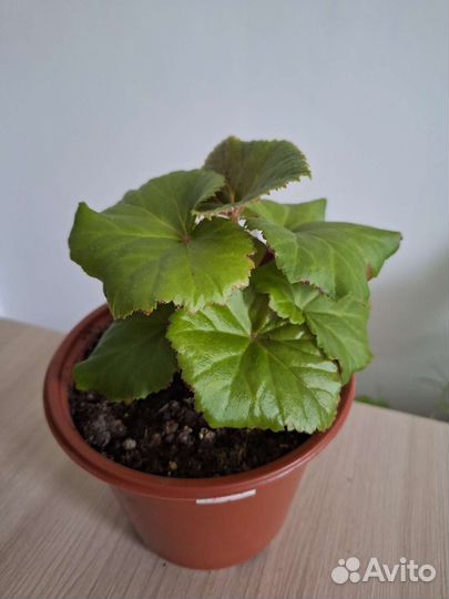 Бегония элатиор