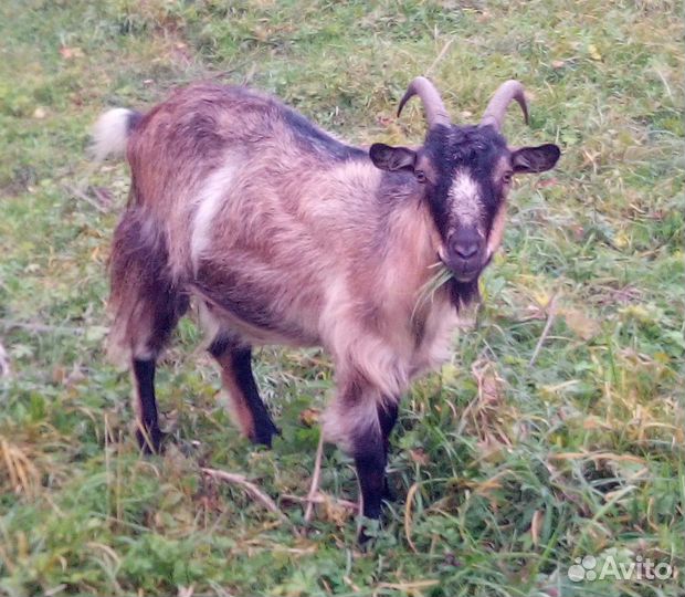 Козы и козочки