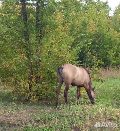 Лошадь меняю на ячмень