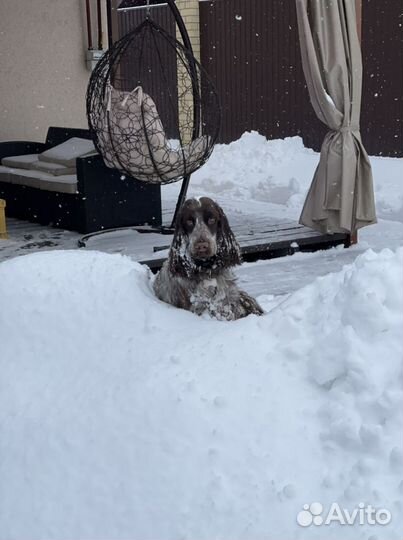 Английский кокер спаниель, вязка