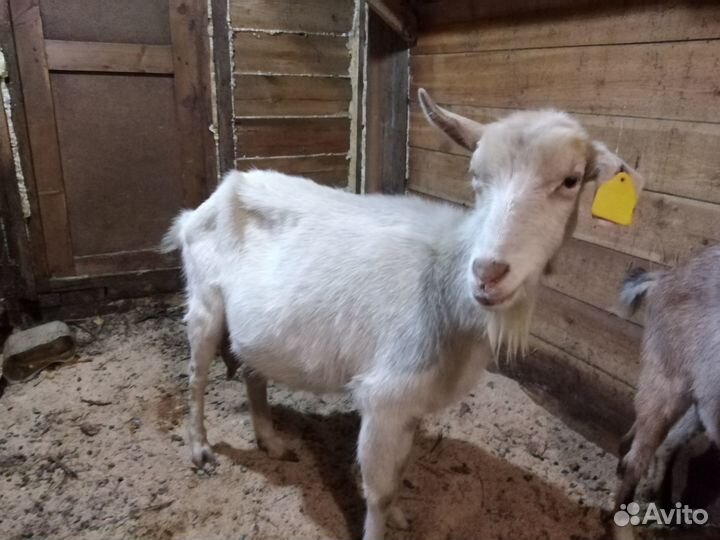 Продам дойных коз, козлят и племенного козла