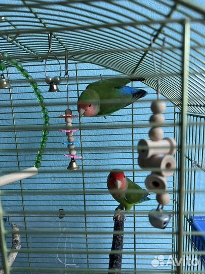 Попугай неразлучники с клеткой вместе