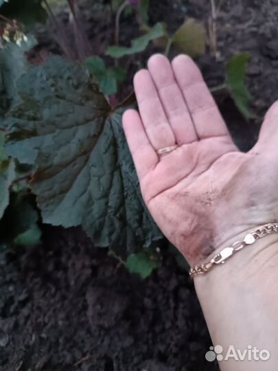 Гейхера Биг Топ Бронз