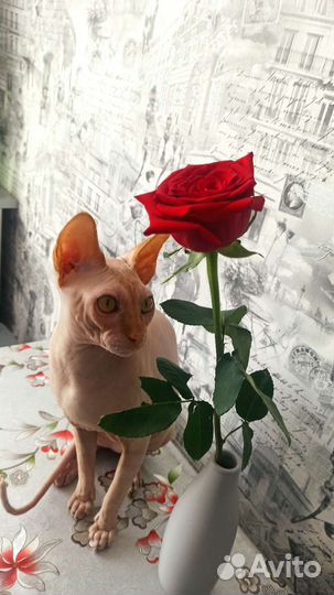 Донской сфинкс вязка