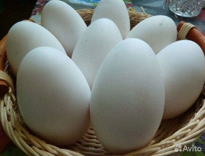 Инкубационное яйцо гусей