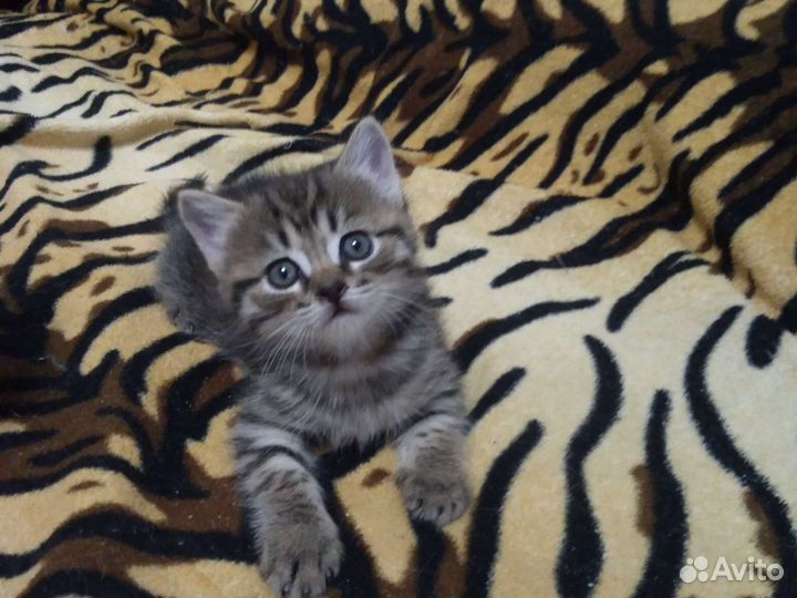 Подарим котенок девочка 1,5 мес