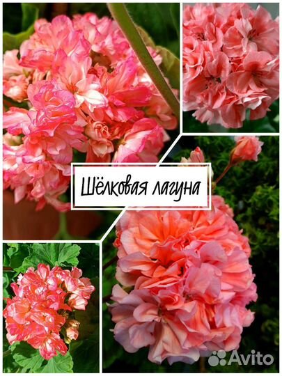Пеларгония сортовые кустики