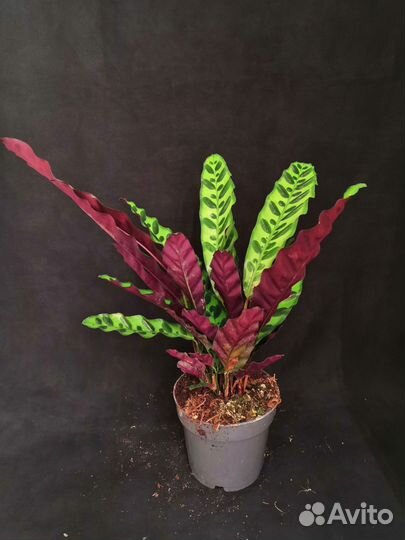 Калатея лансифолия 14/45