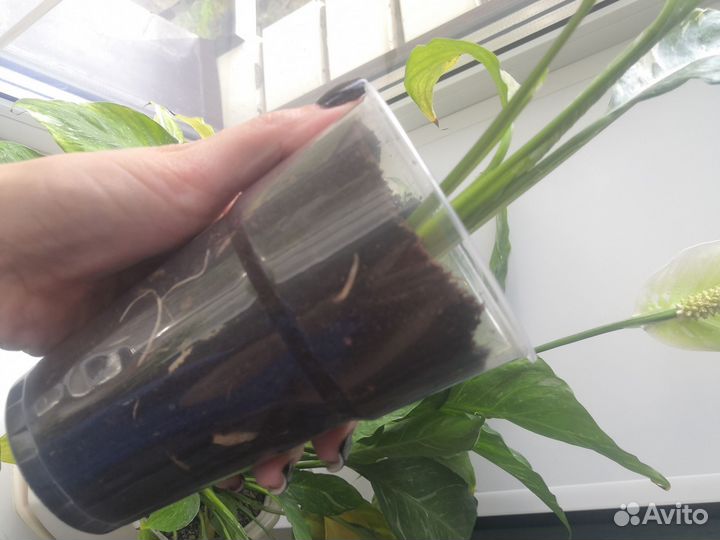 Спатифиллум gemini джемени женское счастье даймонд