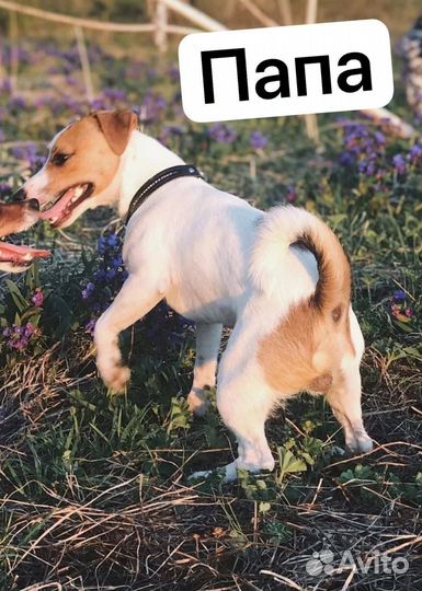 Джек Рассел терьер