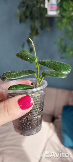 Хойя эскимо, макрофилла, матильда,парвифлора и др