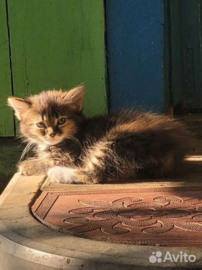 Котята от Турецкой Ангорой
