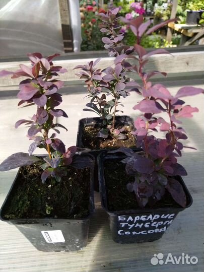 Барбарис тумберга