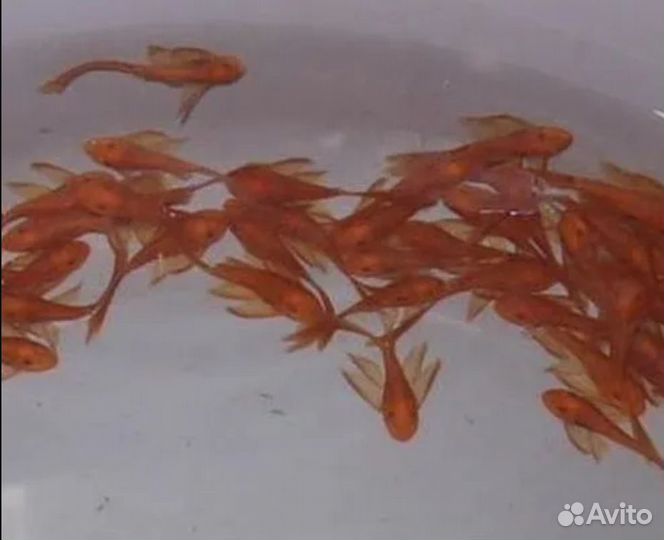 Вуалевый Супер Ред Анциструс сом Стрекоза