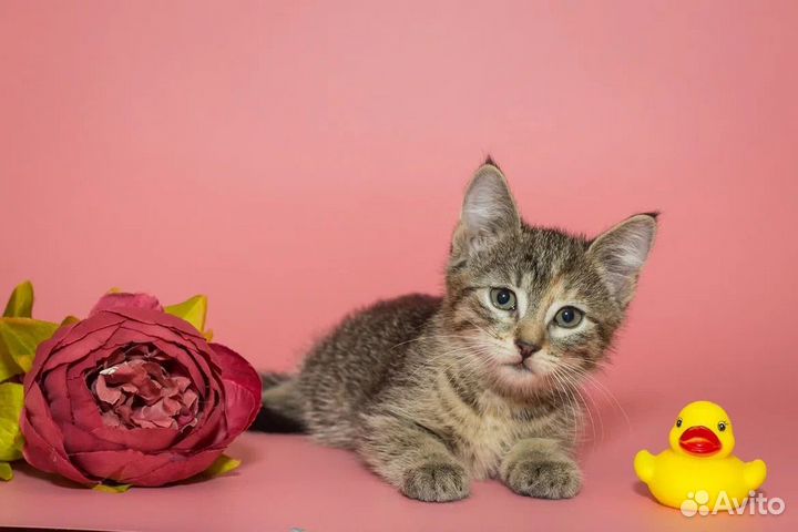 Котенок девочка Соня 2,5 мес