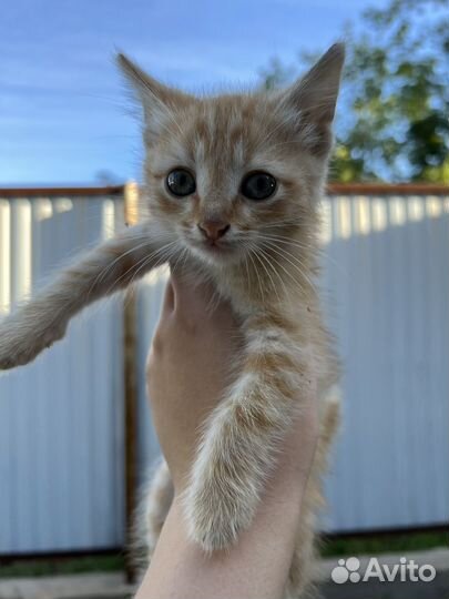 Котята ищут свой дом