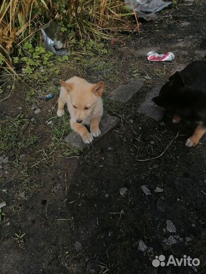 Щенок в добрые руки бесплатно