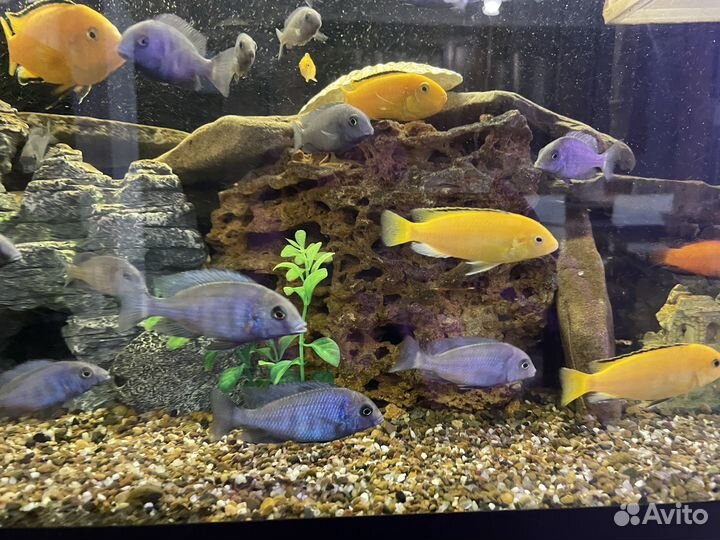 Цихлиды голубые дельфины