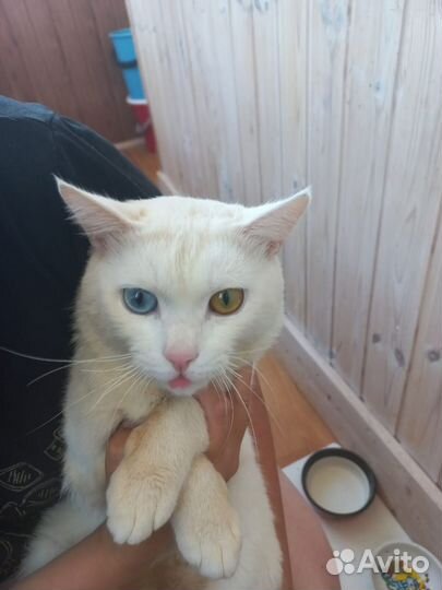 Молодой Кот в дар 8 мес