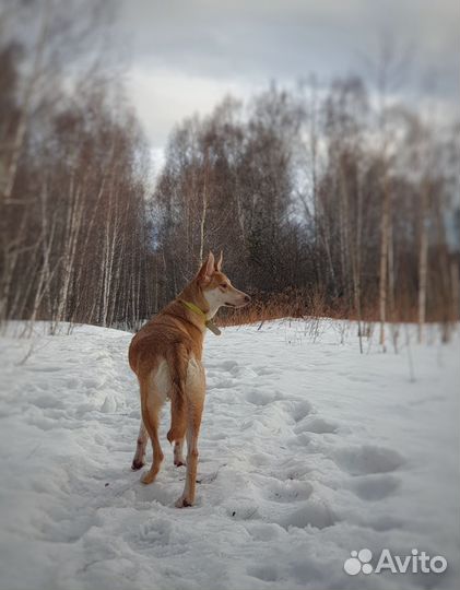 Собака в добрые руки щенок
