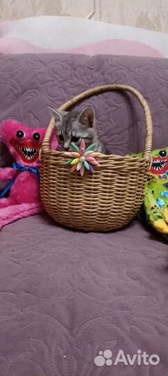 Кошки в добрые руки бесплатно