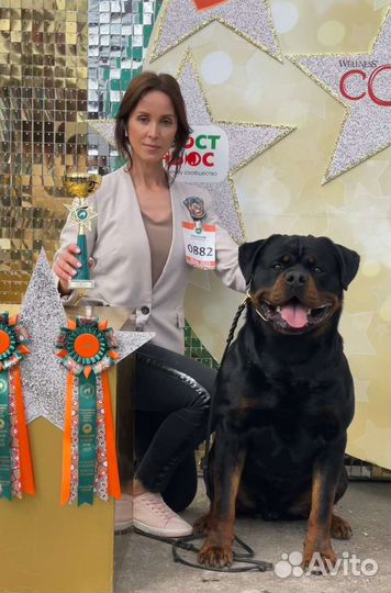 Щенки ротвейлера