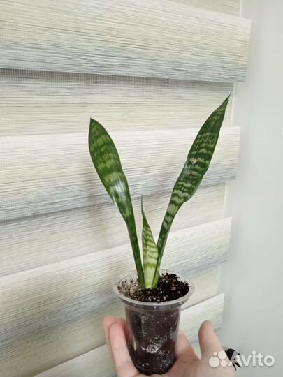 Оксалис, сансевиерия, строманта