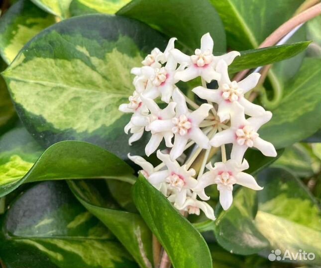 Хойя australis Lisa