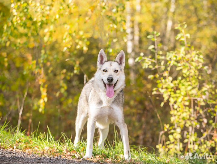 Собака Форд