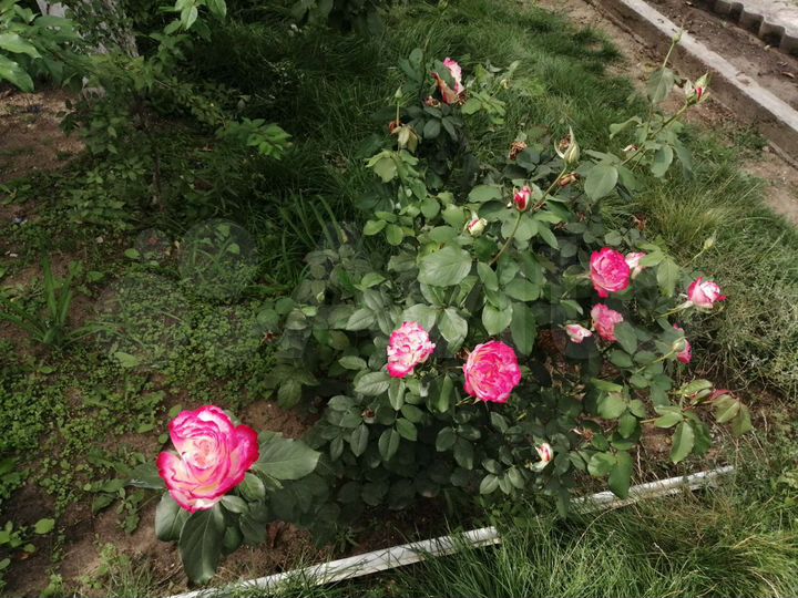 Участок 6 сот. (СНТ, ДНП)
