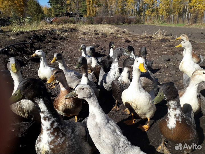Утки, гусаки, яйцо