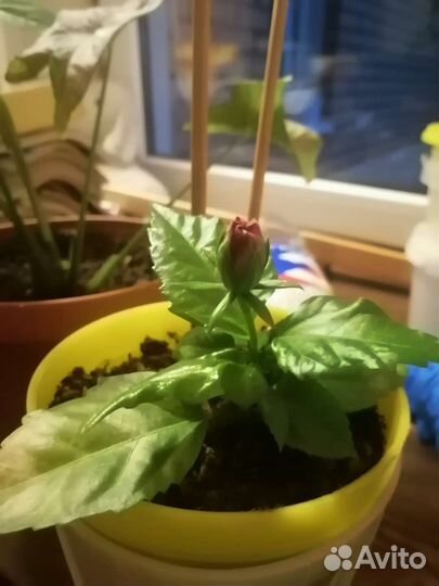 Гибискус красный махровый