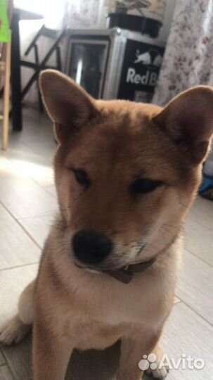 Вязка Сиба Ину