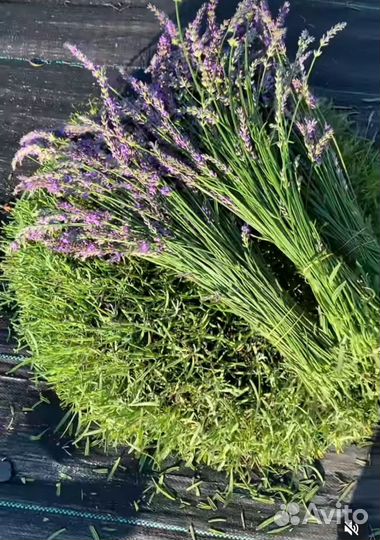 Живые масла лаванды, лилии, шалфея, розы, сосны