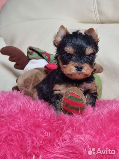 Йоркширский терьер