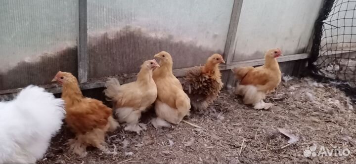 Цыплята карликового Кохинхина. Молодые Индоутки