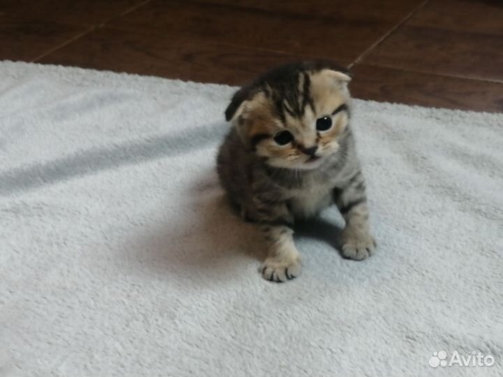 Шотландская