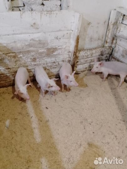 Поросята ландраст и дюрки