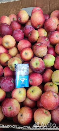 Яблоки опт и розница
