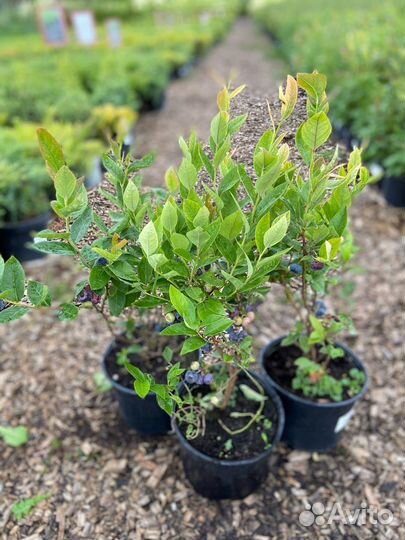 Саженцы голубики