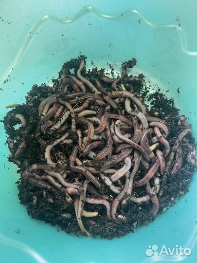 Черви Дендробена Венера