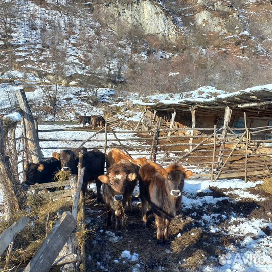 Продаются телята