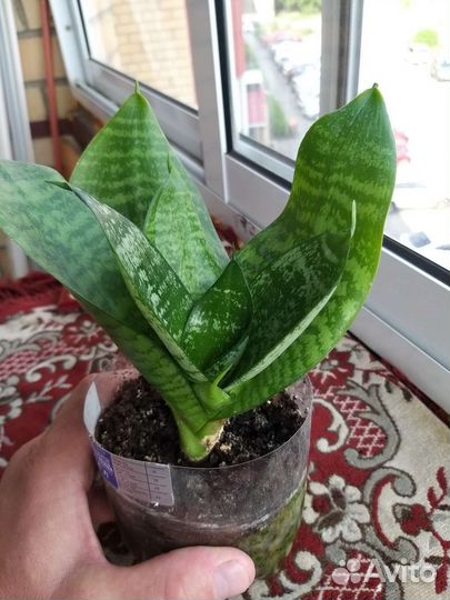 Комнатные растения цветы бесплатно