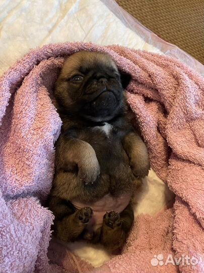 Щенки мопса